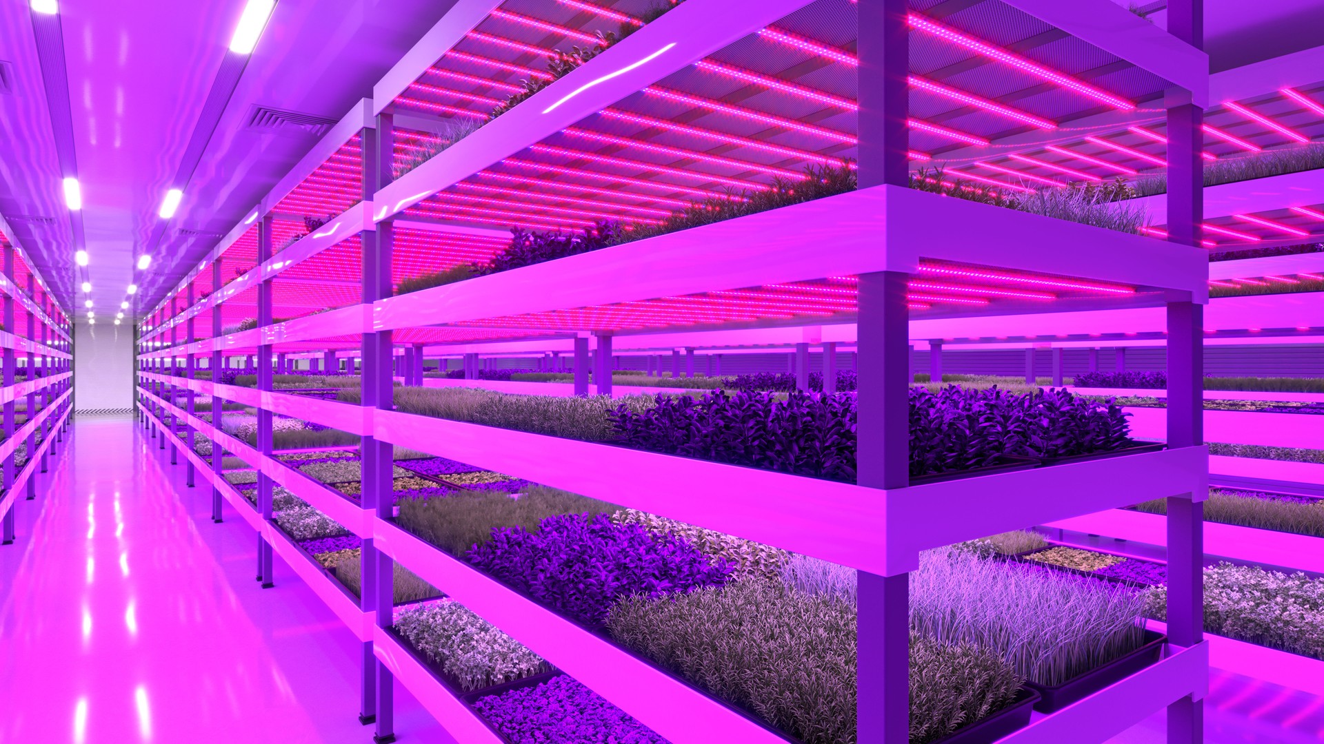 Indoor vertical farm. Hydroponic microgreens plant factory. Plants grow with led lights. Sustainable agriculture for future food. 3d illustration.