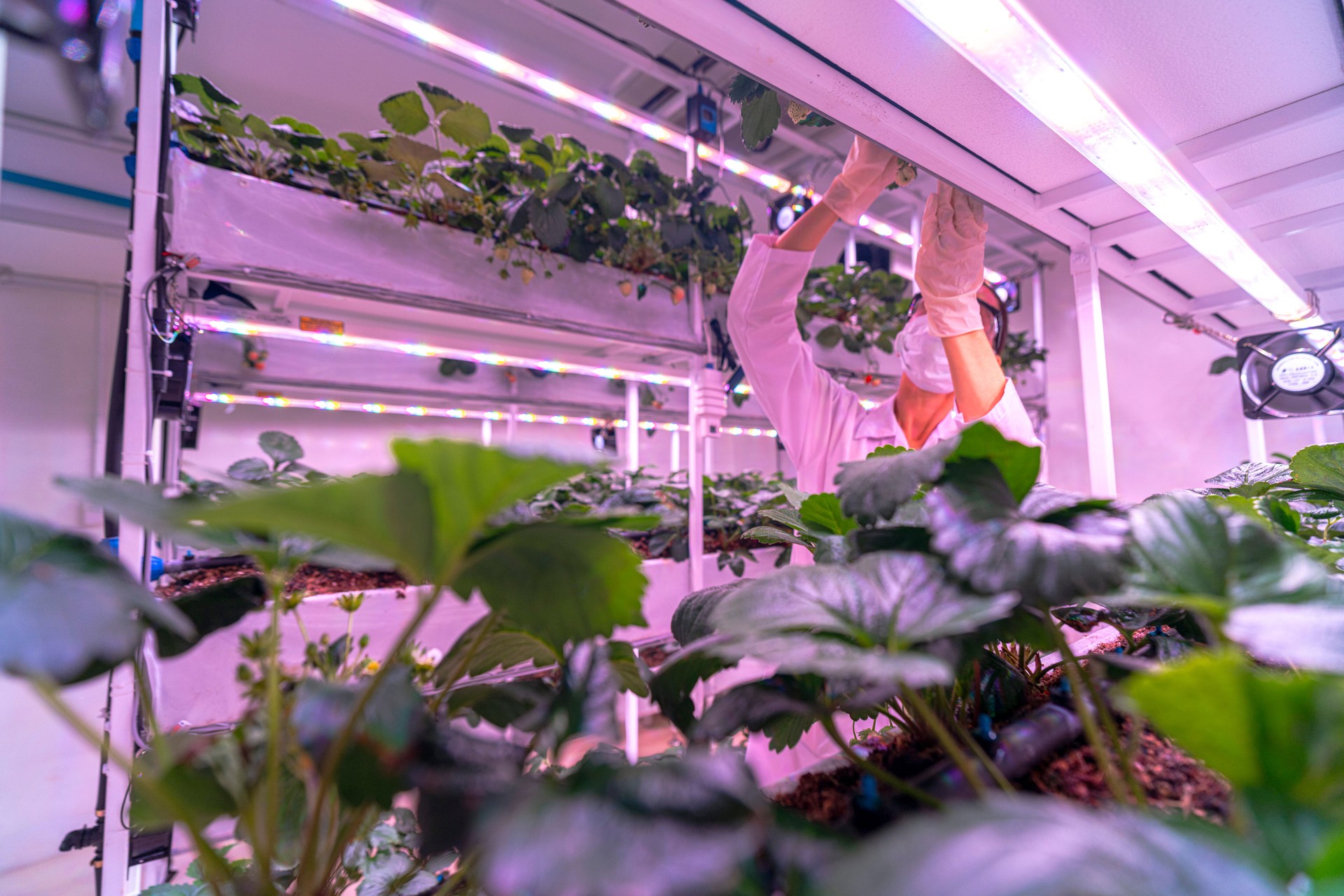 A scientist inspects plants on multi level indoor shelves under pink grow lights, focusing on vertical farming research. The setup emphasizes sustainable agriculture and controlled environment growth.