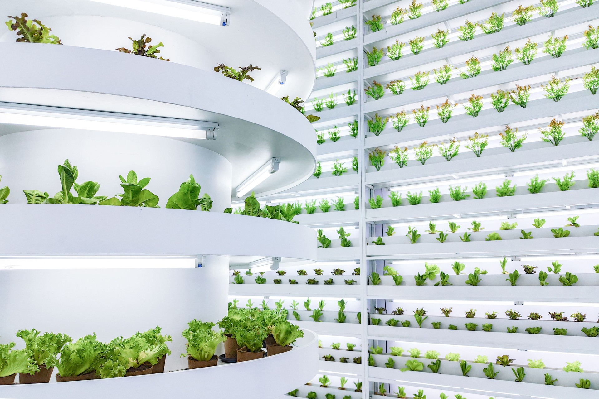 Indoor vertical farm with multiple layers of hydroponic plants under LED lights. Modern agricultural technology for urban farming and sustainable food production.